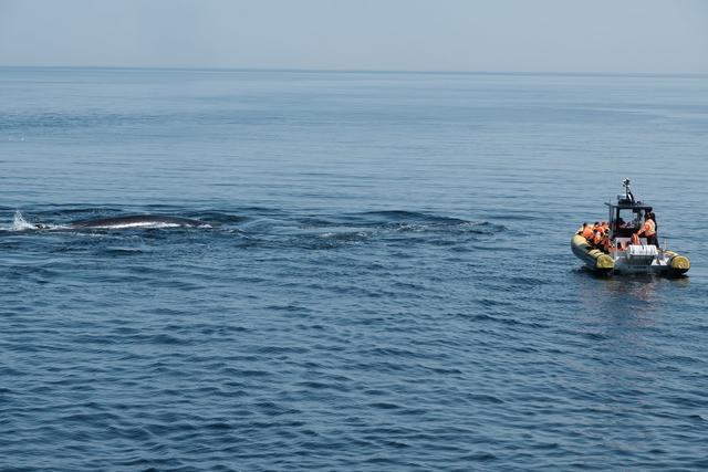 Avistamiento de ballenas, Fiordo de Saguenay y Desbiens - DOS SEMANAS EN EL ESTE DE CANADÁ (ONTARIO Y QUÉBEC) (8)