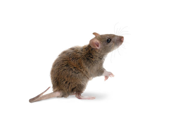 rodent-control-12.jpg