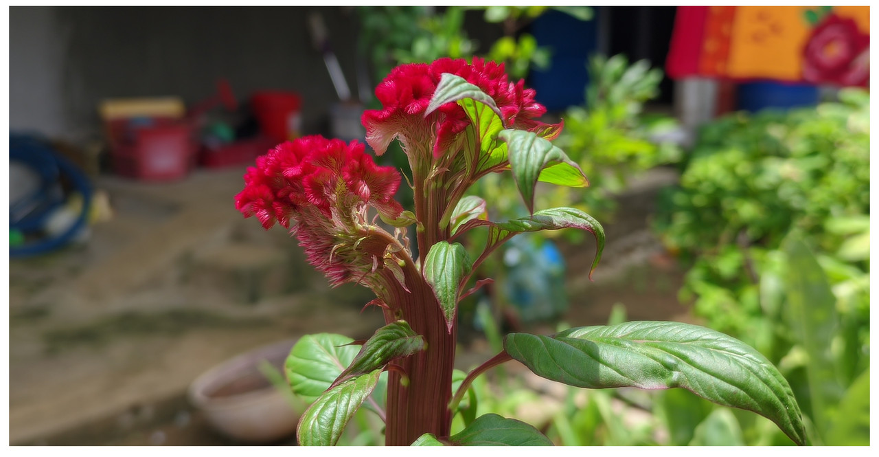 LMC-20240905-112205-lmc-8-4