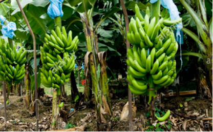 Cavendish Estate banana cultivation in Buttala, Sri Lanka