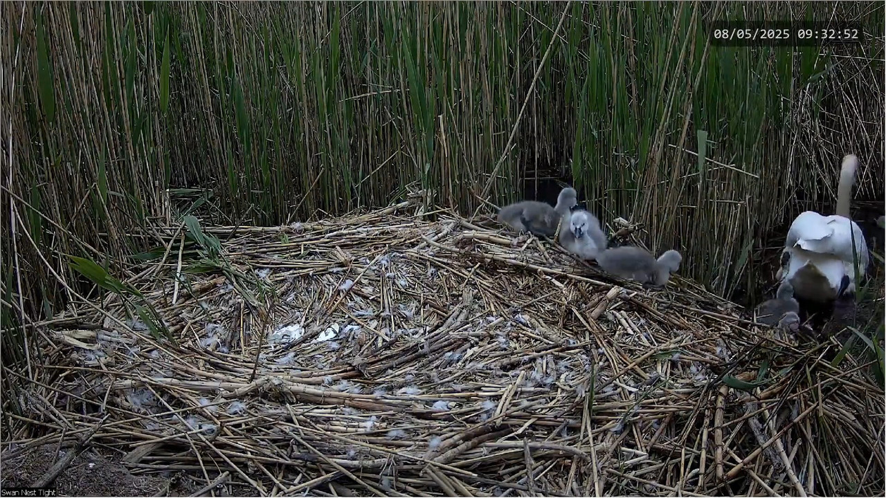 🔴 TIEŠRAIDES Gulbju ligzda 🦢 _ Putnu kameras _ Roberts E. Fullers 8-15-48 screenshot