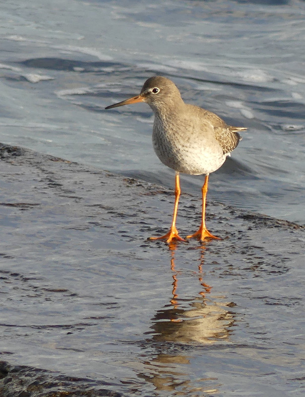 REDSHANK 95 151124
