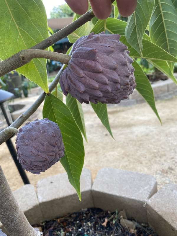 FC061E9B-A281-43F3-9F22-BD6CAB26A821