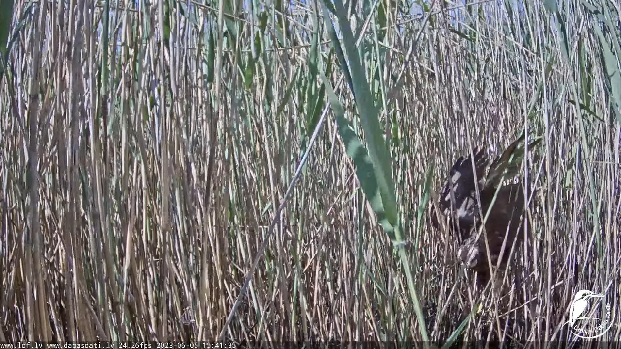 Lielais dumpis (Botaurus stellaris) Engurē - LDF tiešraide 18-16-33 screenshot