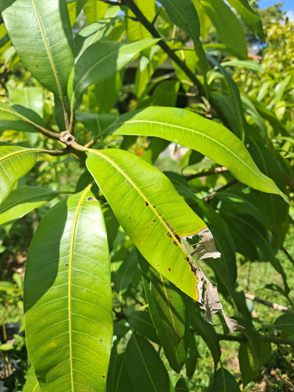 leaves3
