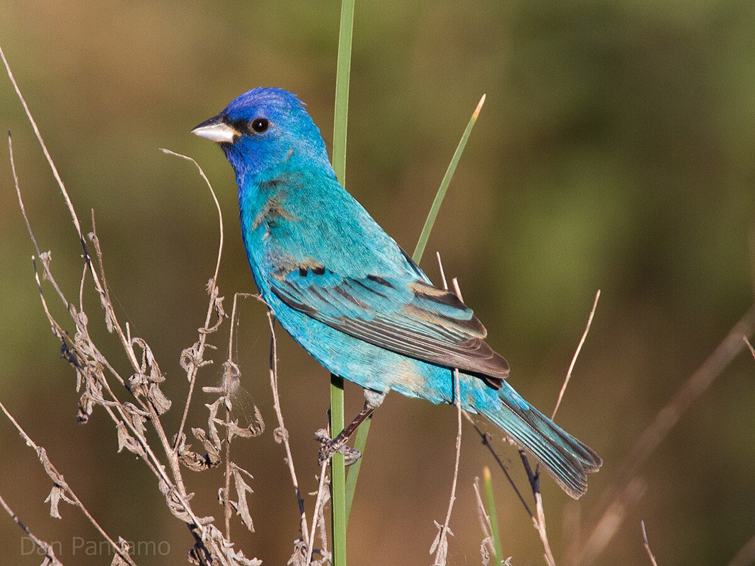 painting hunding birds