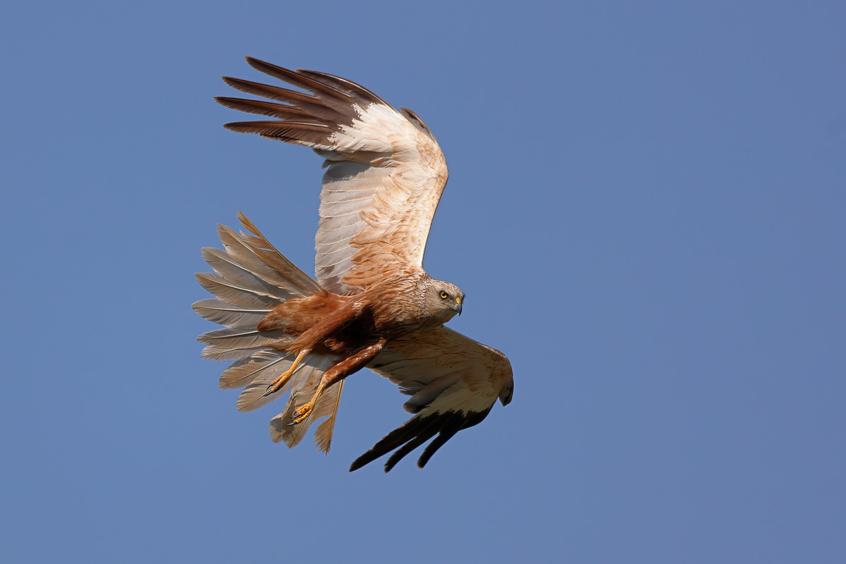 _H0A6465-SharpenAI-Motion