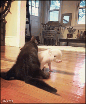 Cute-Kitten-GIF-Cute-black-kitty-acting-like-Mama-cat-grooming-an-adorable-tiny-rescue-piglet.gif