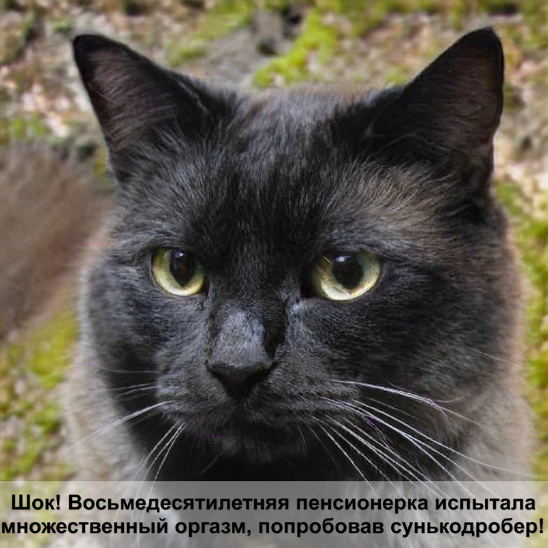 заменитель молока для котят