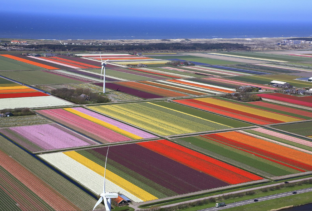 multi-tulipsfromamsterdam.jpg