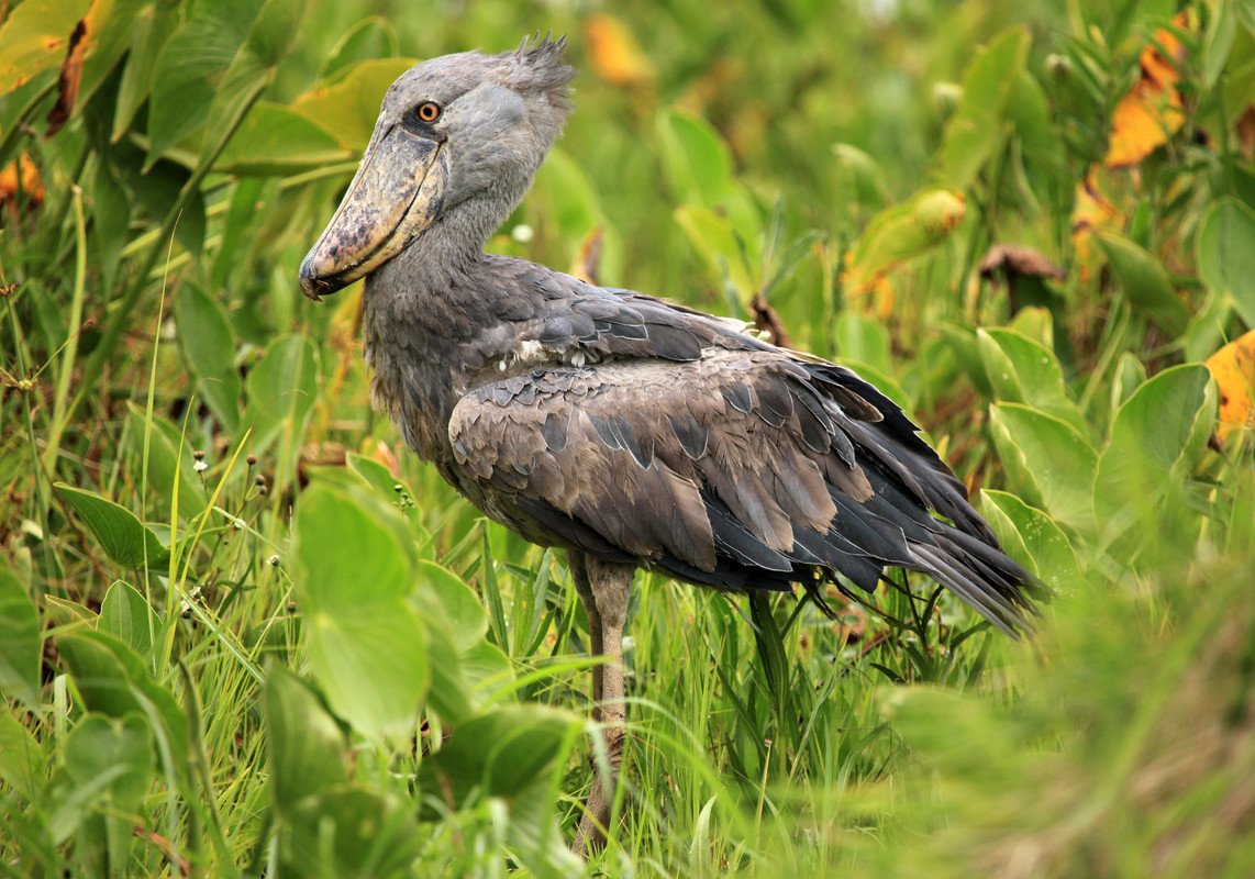 Shoebill in the wild, Uganda