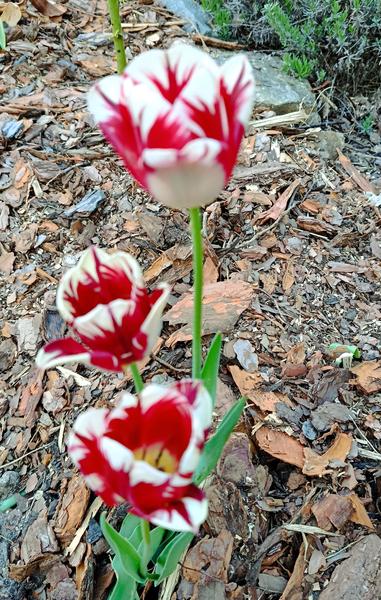 Obrazek
