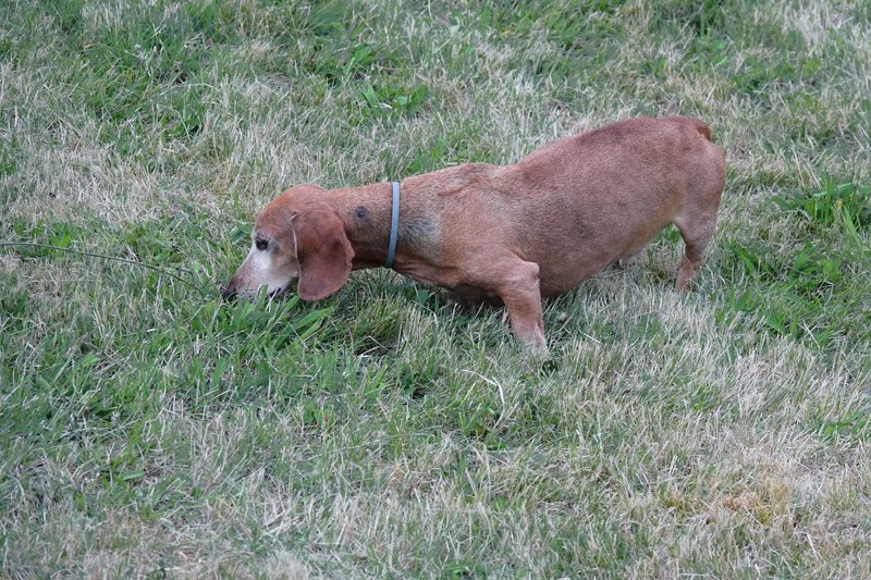 [Image: DSC00351.jpg]