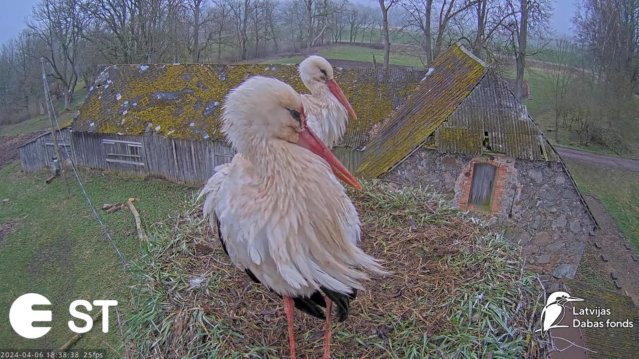 Baltie stārķi (Ciconia ciconia) Tukuma novadā - LDF tiešraide __ White storks in Tukums, Latvia 9-15