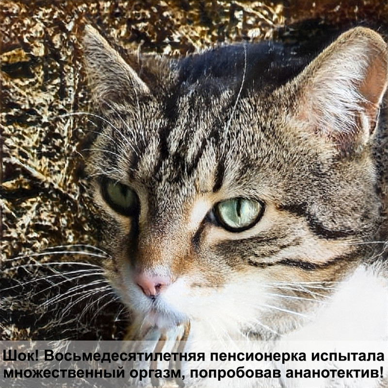 лысеют лапы у кошки