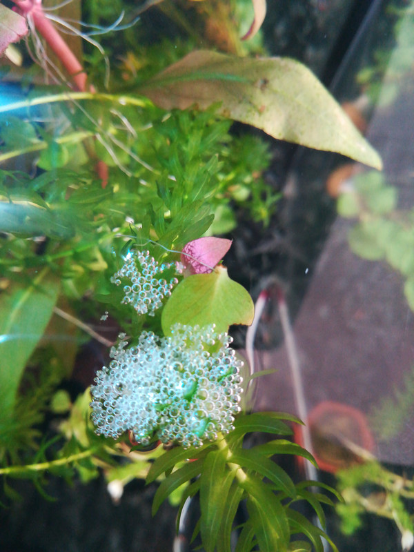 152753047158198891295