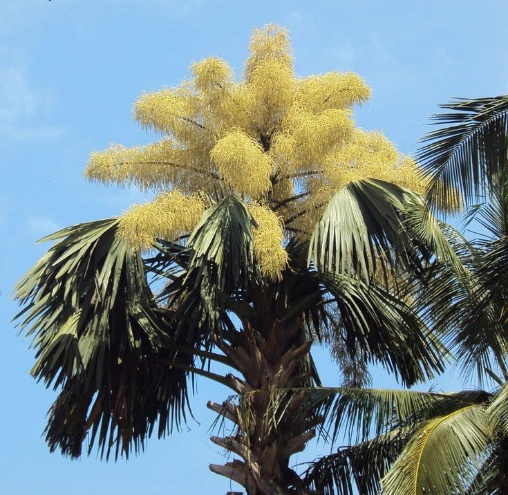Цветущая пальма изучаем красоту на природе