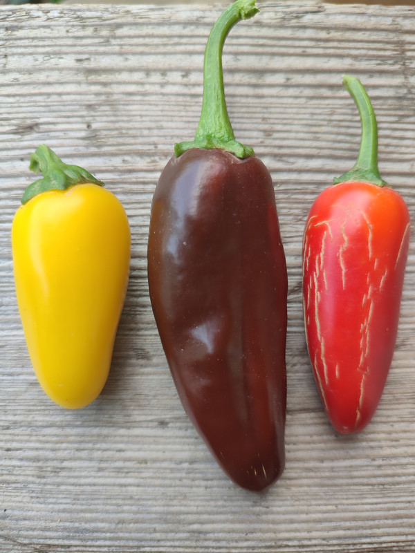 [Слика: IMG-20220826-154707.jpg]