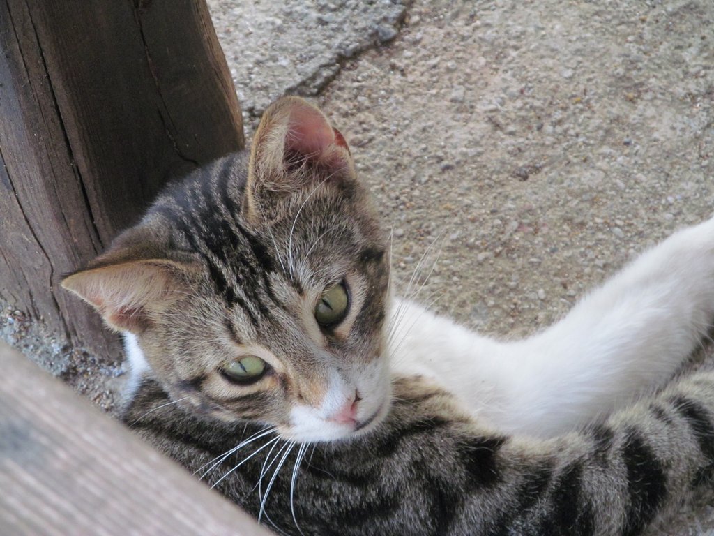 Slika