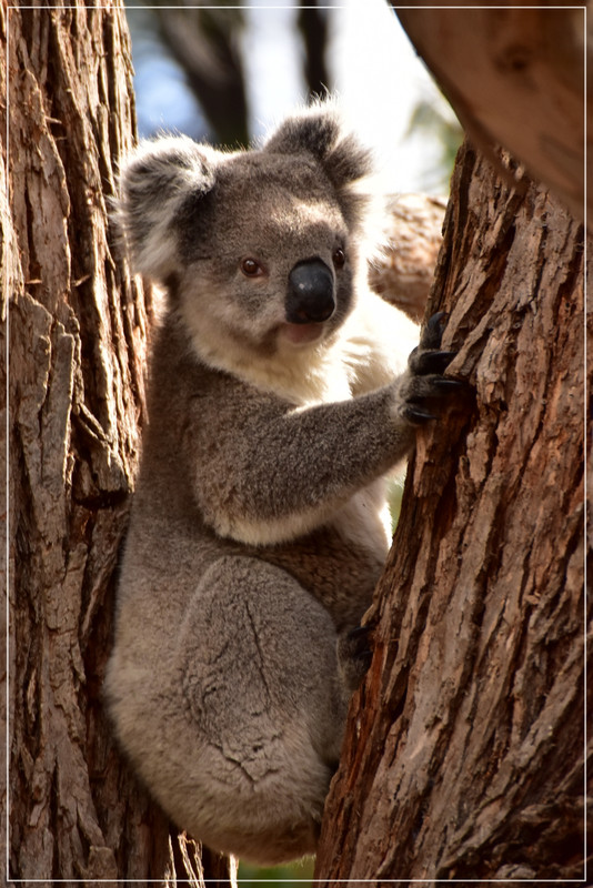 Australia (I): toma de contacto - Blogs de Australia - Kangaroo Island (58)