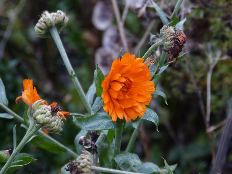 2014-11-30 Novemberblüten 2