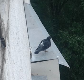 Звуки отпугивающие голубей. Отпугиватель голубей с балкона. Сетка на балкон от голубей. На балкон от голубей звуки. Пугало от голубей на балконе.