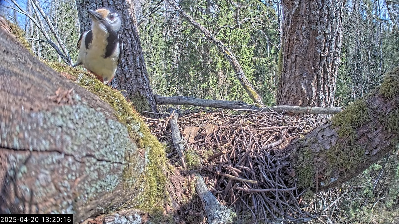 LVM mazais ērglis Lisiņa, ozols1 – Lesser Spotted Eagle 11-56-21 screenshot