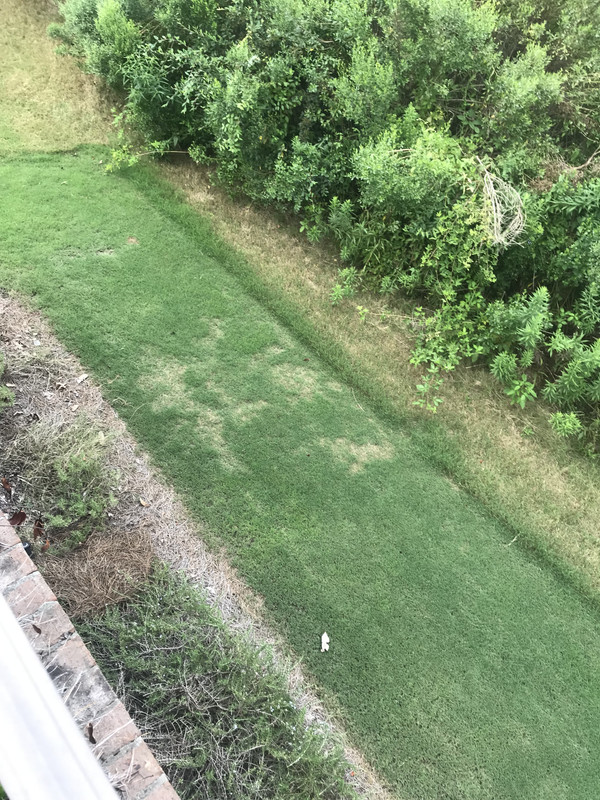 Rabbit damage? Lawn Care Forum