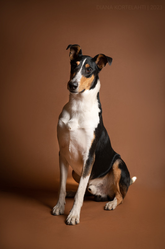 Sileäkarvainen collie, Cinnaberry´s Hard Lovin` Man