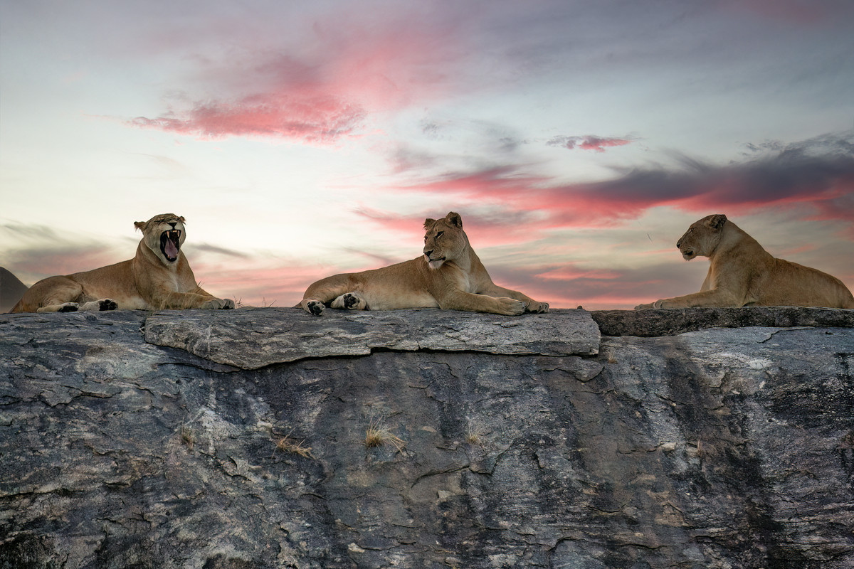 Eos 1D Mark III 3L2P2338 Leonesse al tramonto
