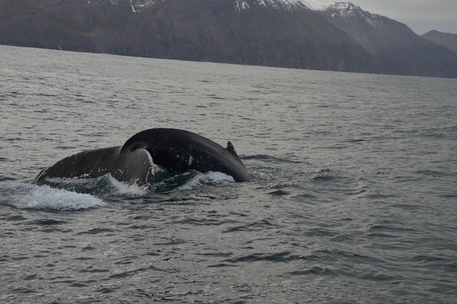 DIA 10: HUSAVIK A HVERIR - Islandia en tiempos de Covid. Y con Camper! (7)