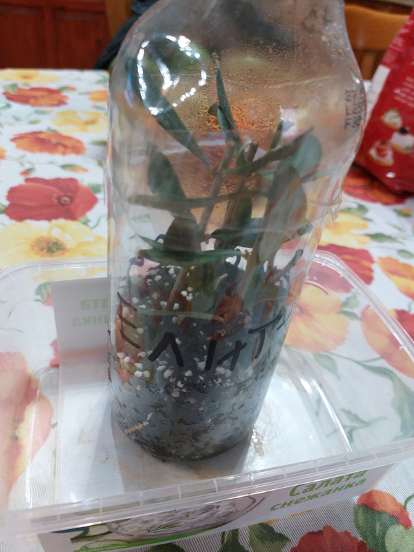 0 02 05 1df486df597a7eaeacebe426fd88d27cba02616be034d13e6488d45acef6d75c 13bcbc1c72ae8118