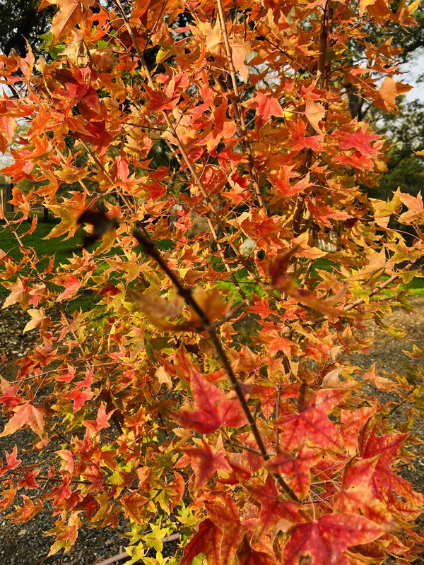 05DD986E-51E1-4DB6-A1D8-F87B7B93DA63_1_201_a