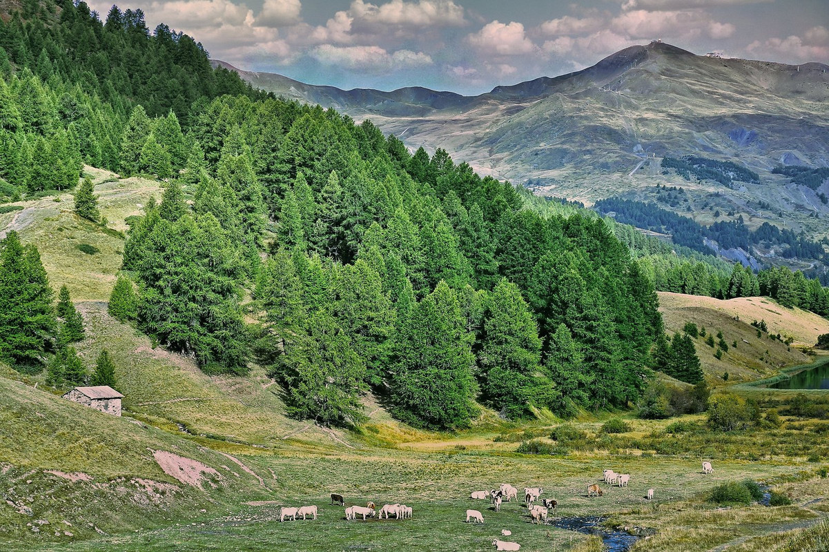 green-alps-sheep.jpg