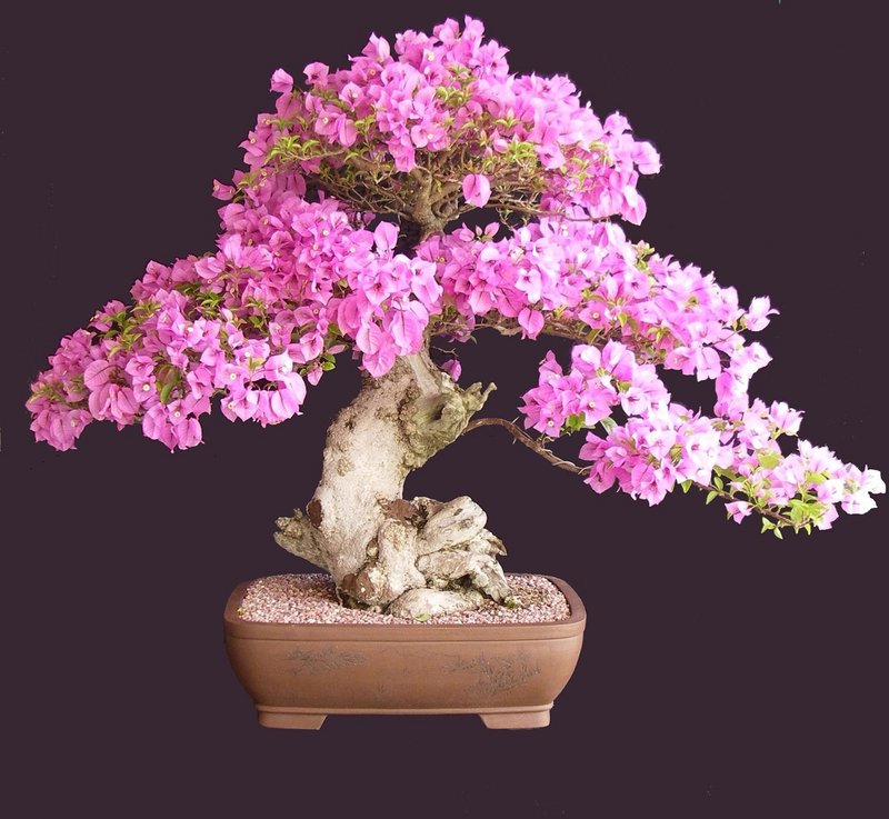 1658679515-8-kartinkin-net-p-bonsai-sakura-tsveti-krasivo-foto-8