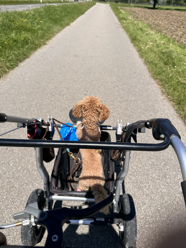 Dog in Stroller