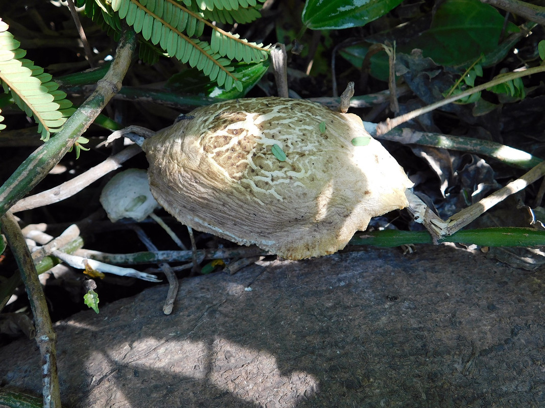 DSCN5182.jpg