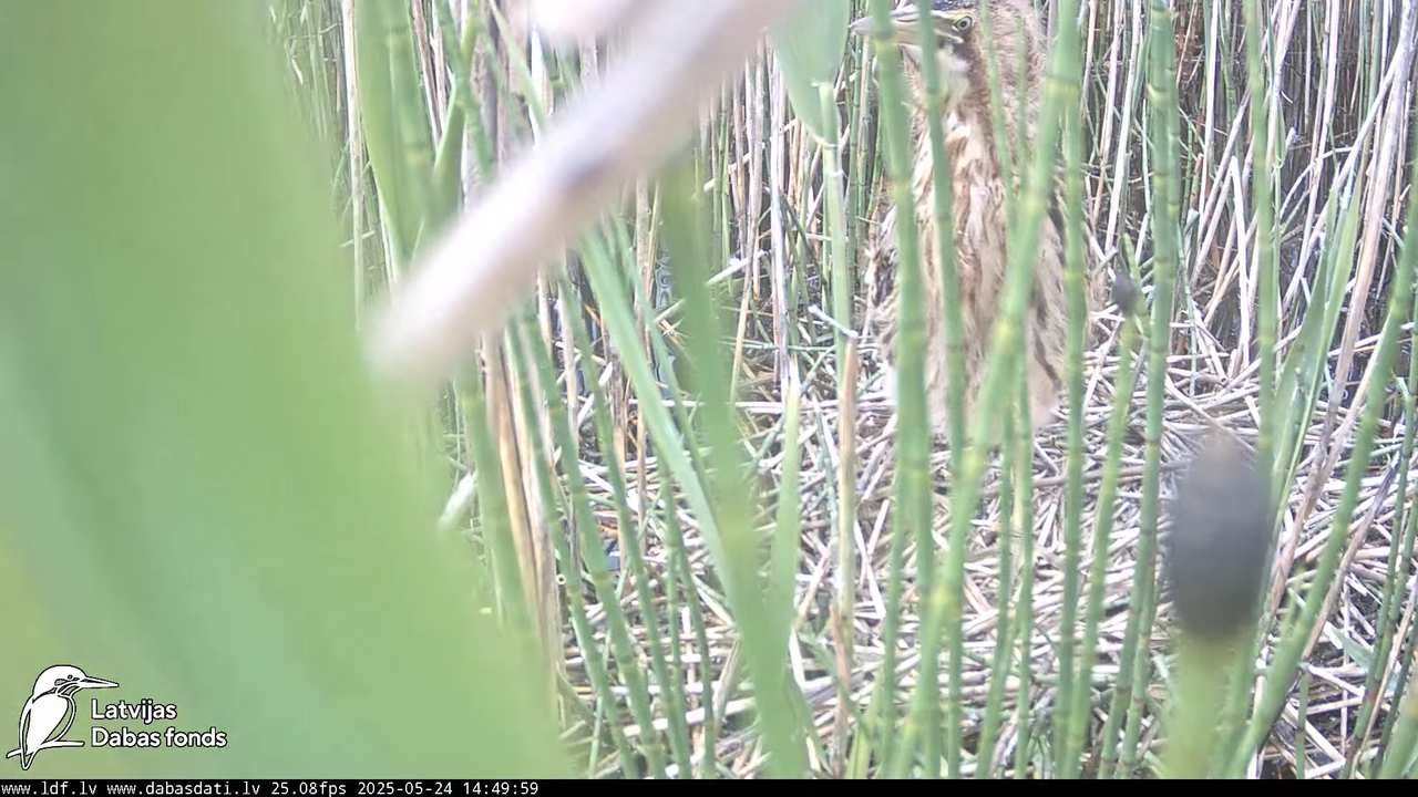 LDF Lielais dumpis (Botaurus stellaris) Zemītes pagastā 16-28-40 screenshot