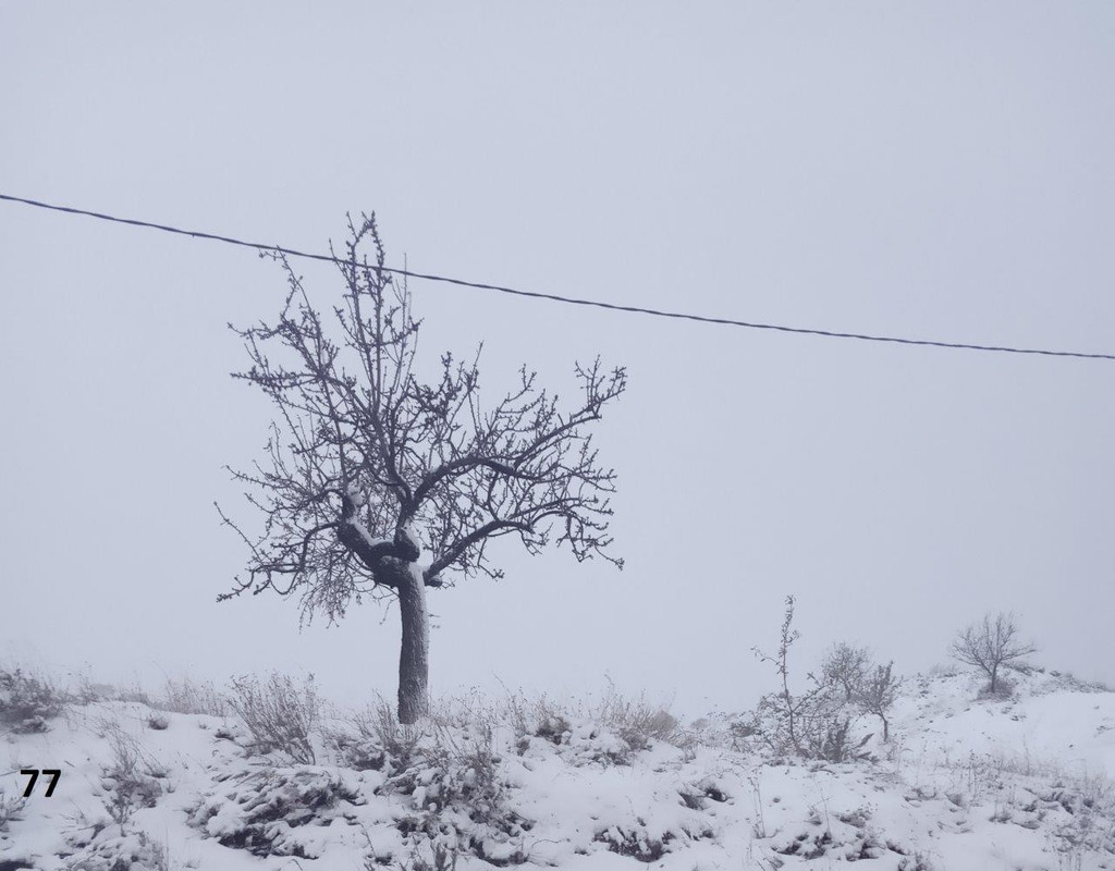 77 andrea loweinbound3712426869486068132