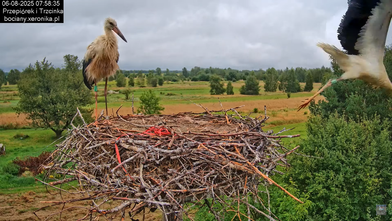 06082025bociany7