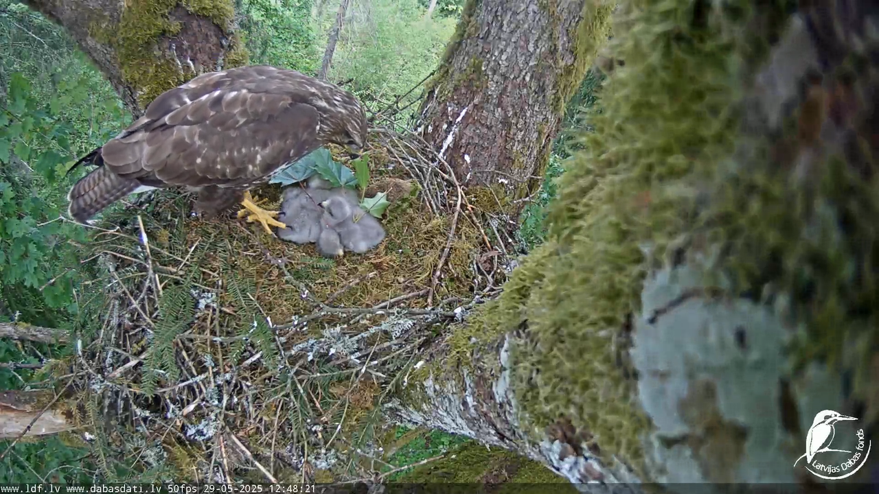 Melnās klijas (Milvus migrans) Kurzemē_ peļu klijāni (Buteo buteo) 15-24-41 screenshot