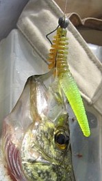 [Image: crappie-on-a-large-hybrid.jpg]
