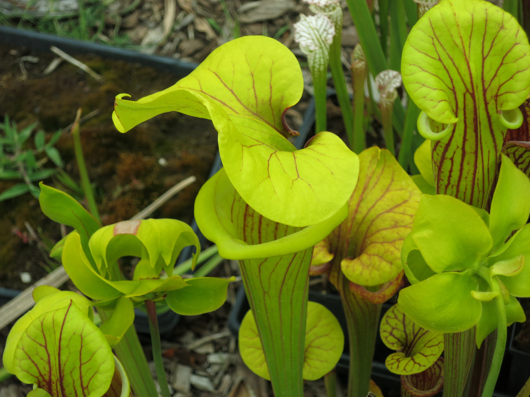flava 'solid red throat', mid May 2019