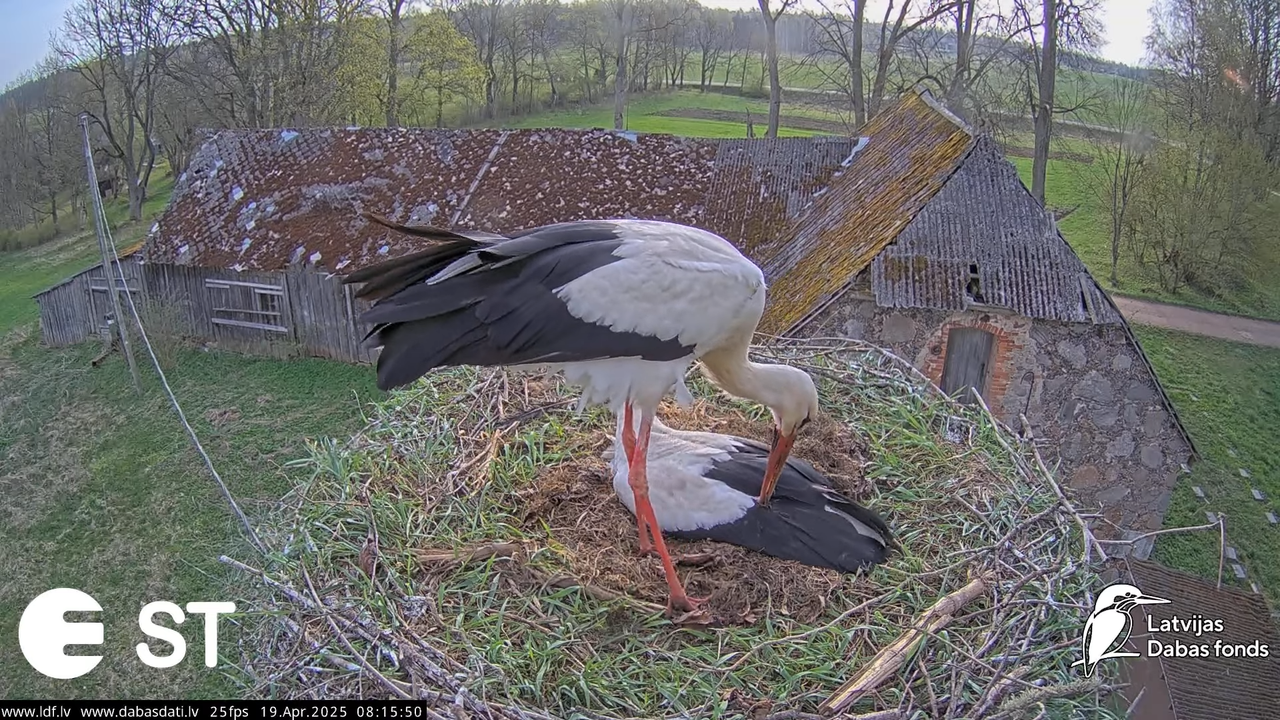 (34) Baltie stārķi (Ciconia ciconia) Tukuma novadā __ White storks in Tukums, Latvia - YouTube - 744