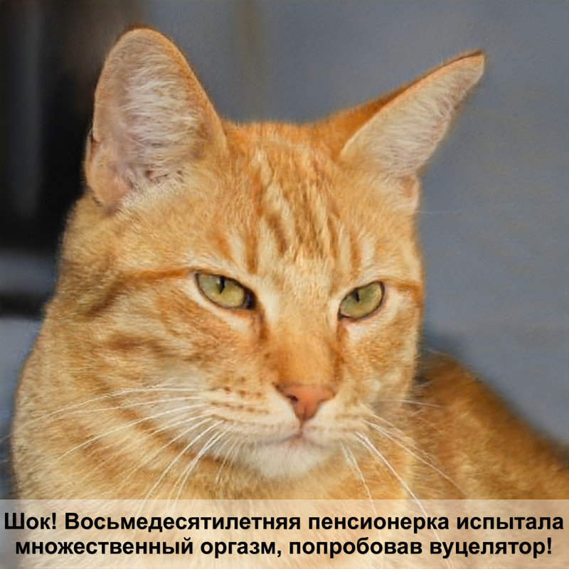 общий анализ крови у кошек расшифровка