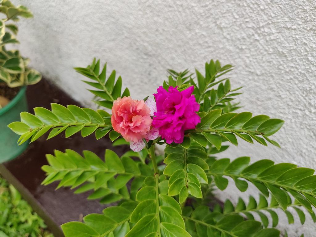 IMG-20181208-091048.jpg