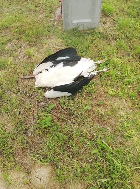 2018-07-28_210947 elpusztult gólyácska