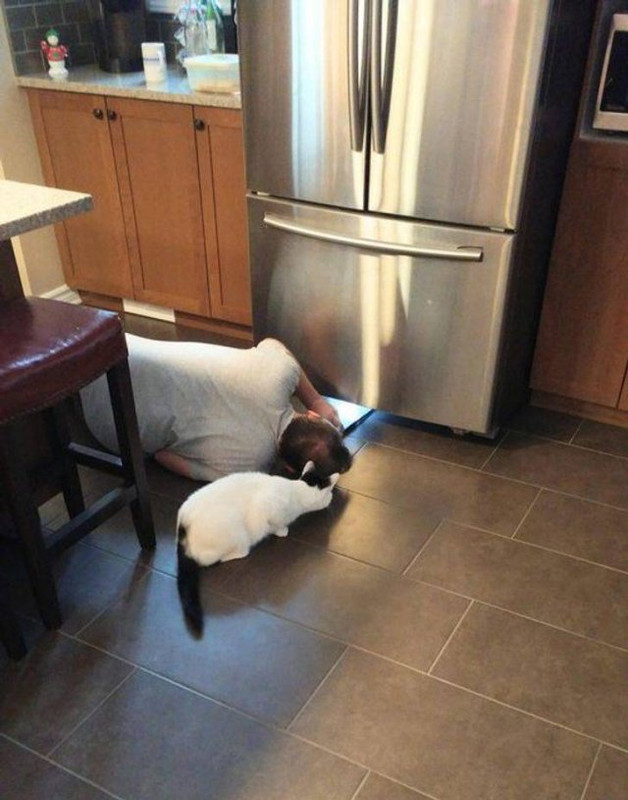 Pets-14