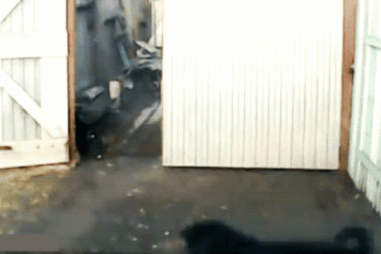 226.gif
