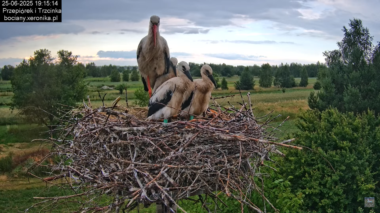 25062025bociany41